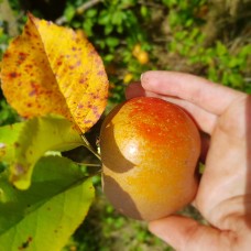 Still - Russet Blend Cider Still - Russet Blend Cider